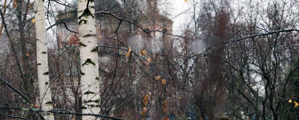 
            Фотография Волового