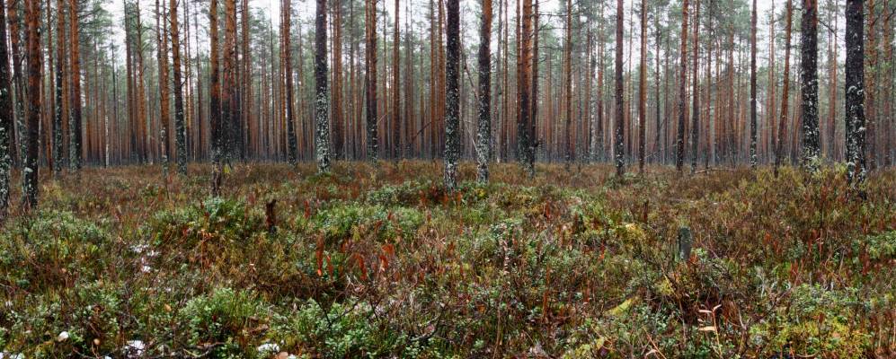
            Фотография деревни Хмелевицы