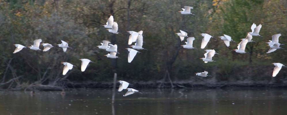 
            Фотография Торриле