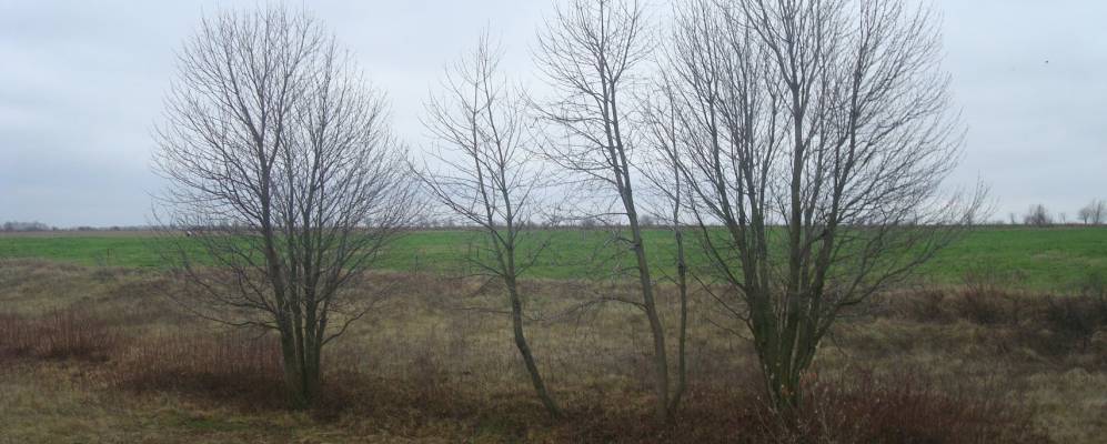 
            Фотография Паплинцы