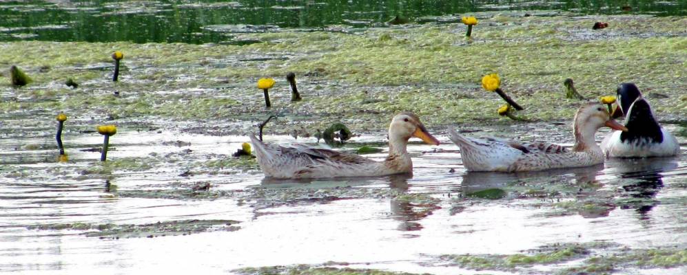 
            Фотография Собещицы