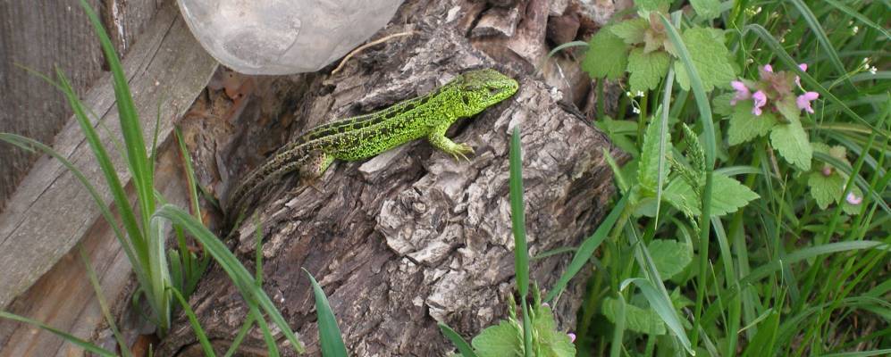 
            Фотография Чаплина