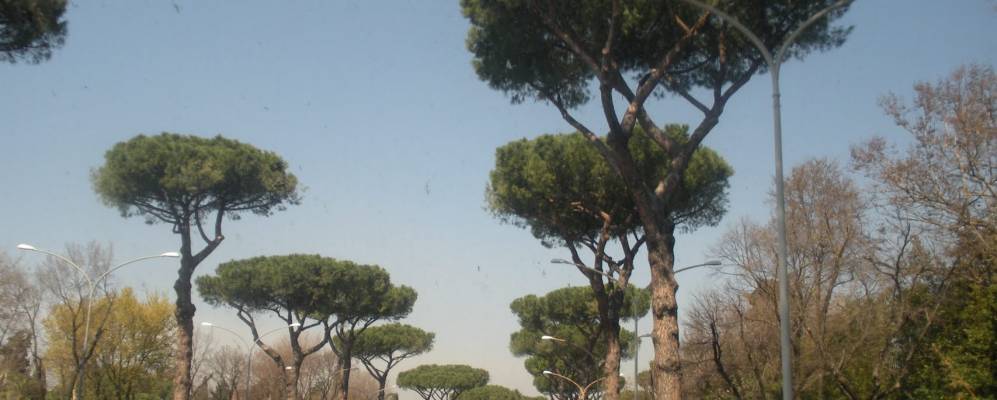 
            Фотография Павоны