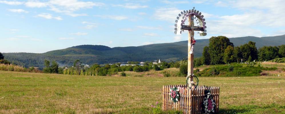 
            Фотография Дубы