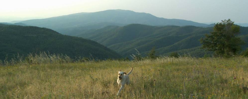 
            Фотография Мисчиано