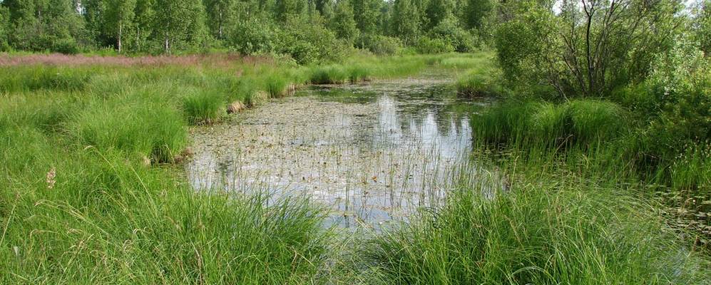 
            Фотография деревни Домашковицы