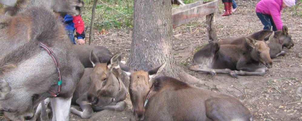 
            Фотография Головленково