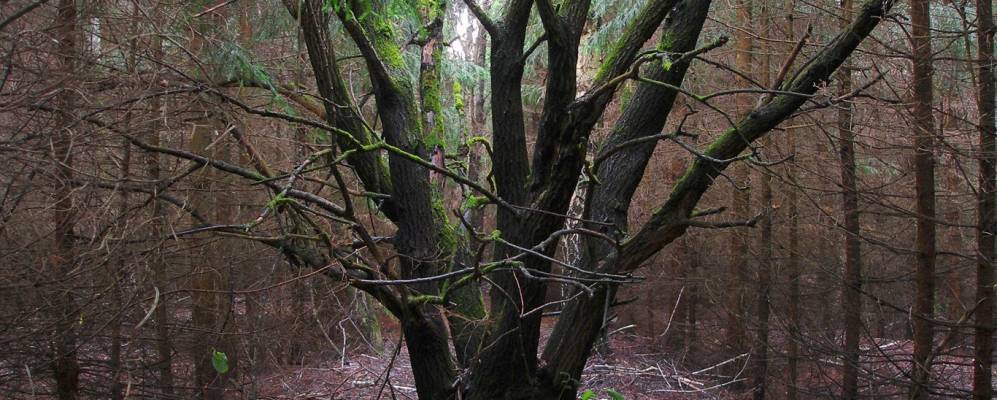 
            Фотография Липницы