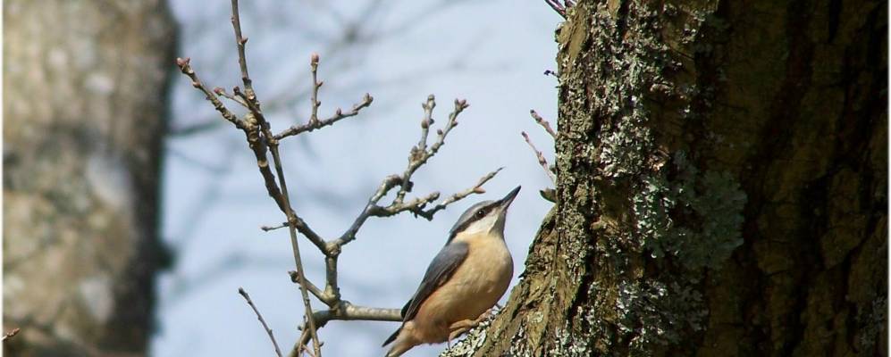 
            Фотография Понтардалэйса