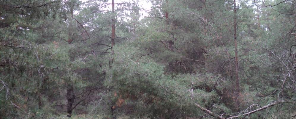 
            Фотография Вязовки