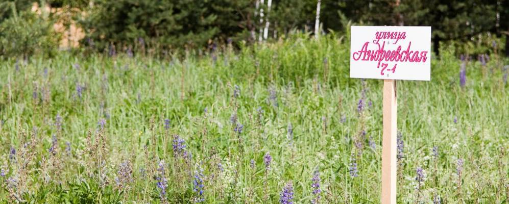 Фотография Долгуши