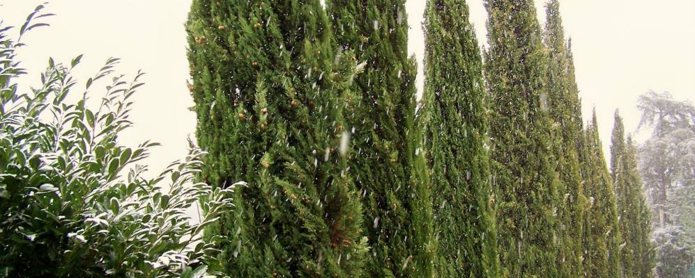 Фотография Баньоро