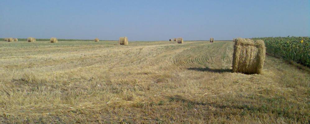 
            Фотография Коробчино