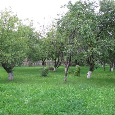 Самолуково