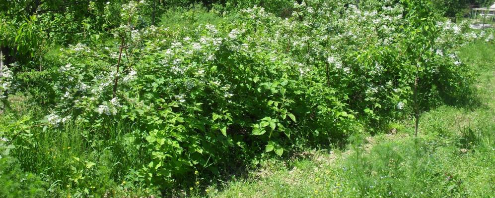 Фотография деревни Щепки