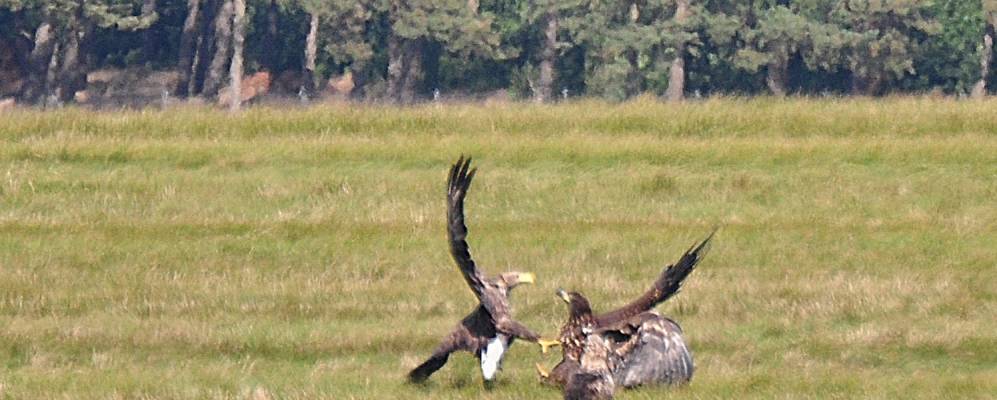 
            Фотография Доббина (Доббин-Линстов)