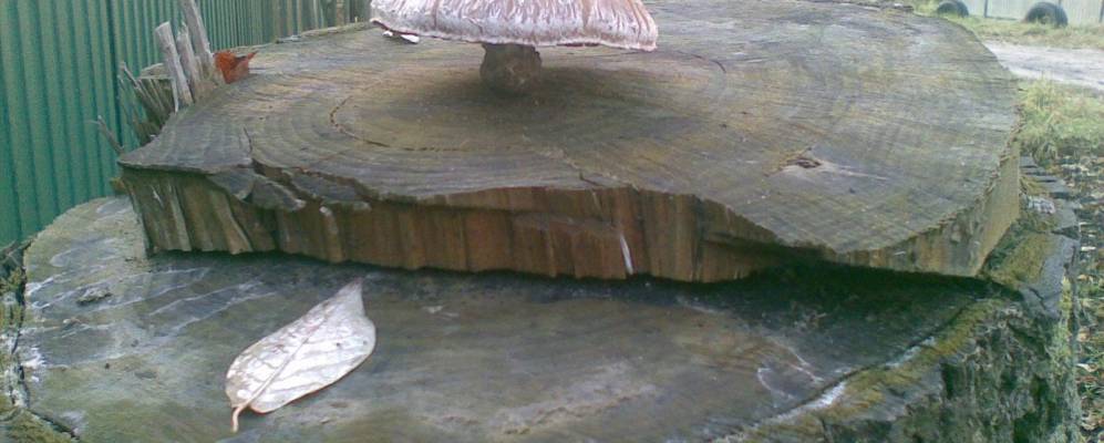 
            Фотография Сетей