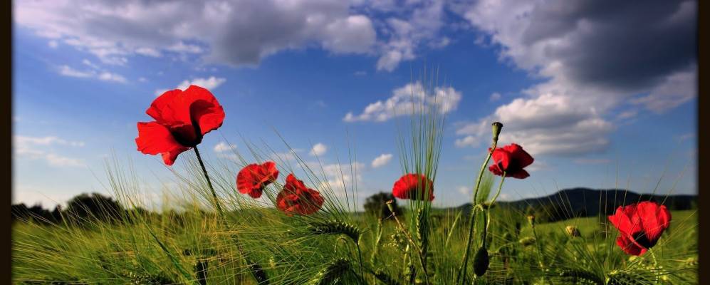 
            Фотография Прочено