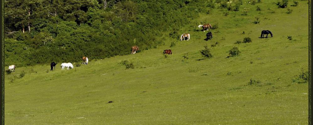 
            Фотография Лебуса