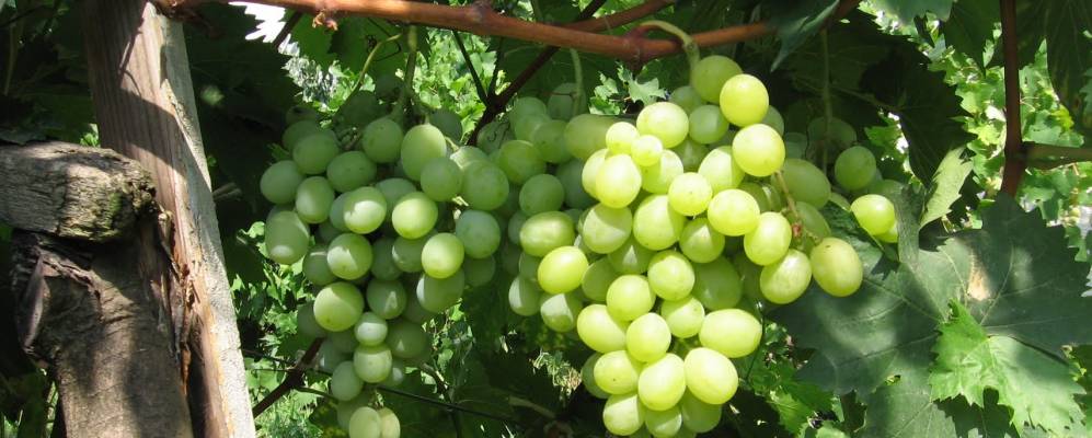 
            Фотография Пийтерфолво