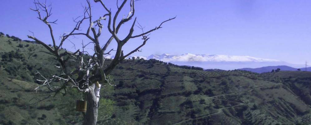 
            Фотография Фрайлеса