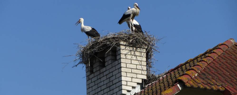 Фотография Славичей