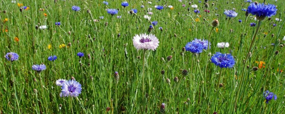 
            Фотография Сиса