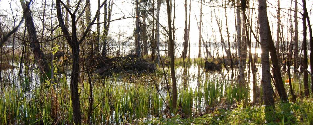 
            Фотография Сомино