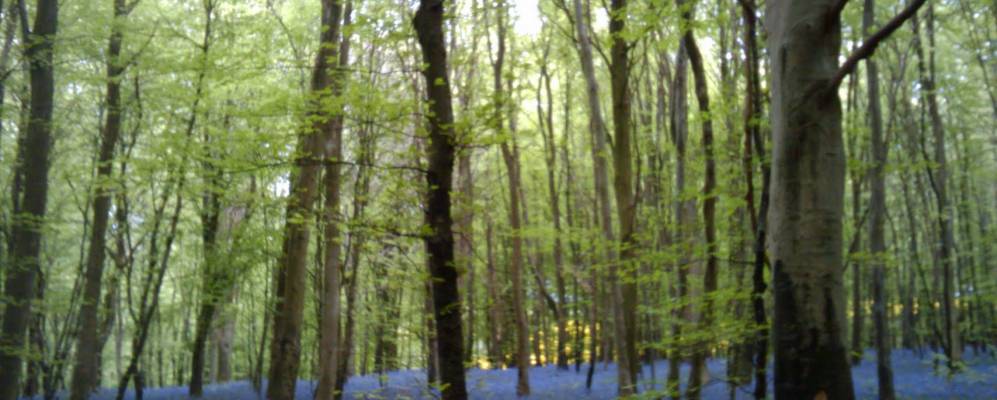 Фотография Анкура