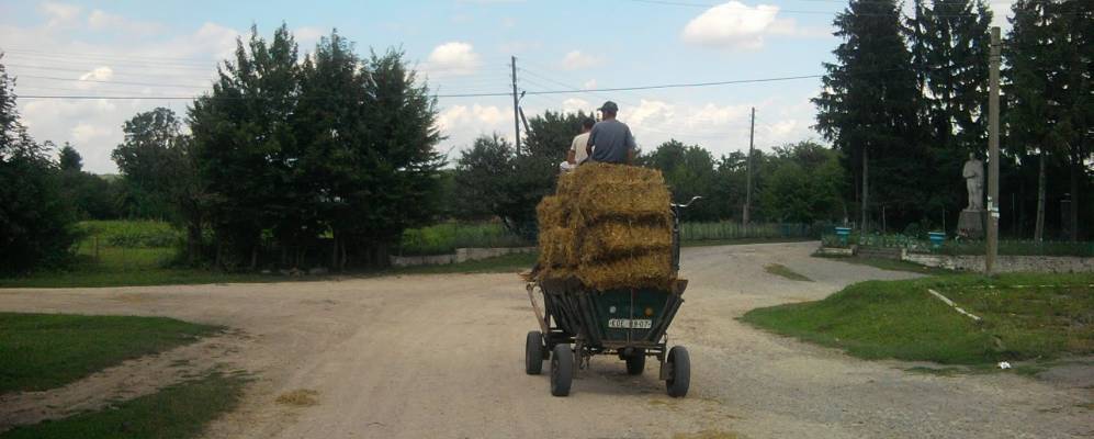 
            Фотография Шилы