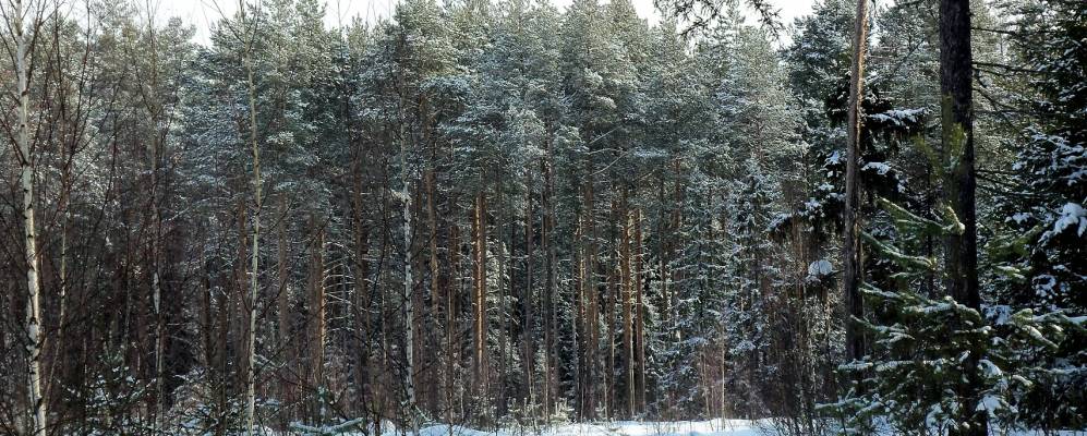 
            Фотография Боровых