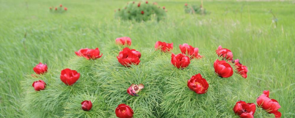 
            Фотография Ветрогона