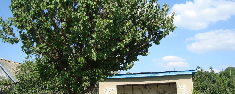 
            Фотография Новосветовки