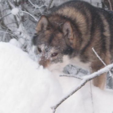 Иваньковский 