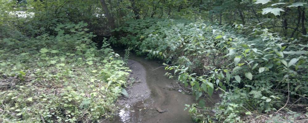 Фотография Норваш-Кошек