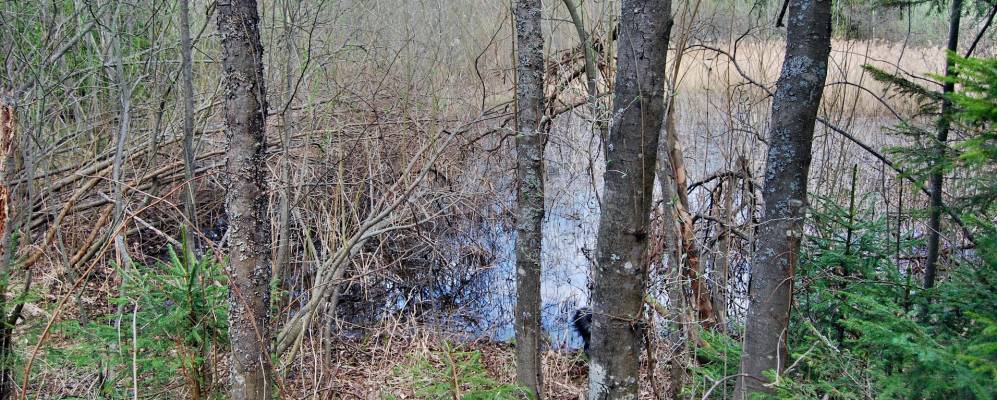 
            Фотография Григорово