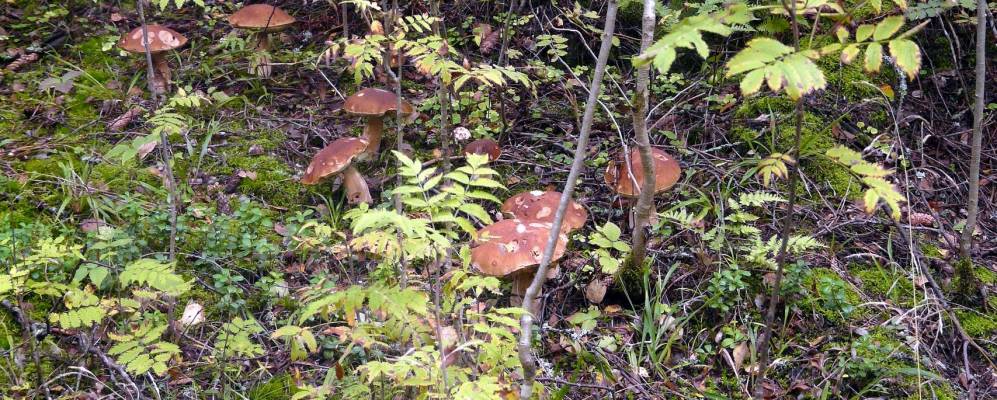 
            Фотография поселка Озерки