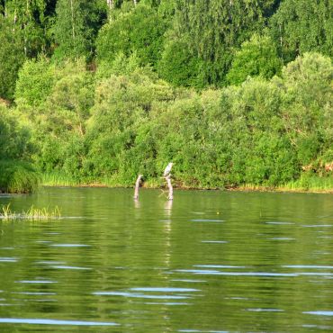 Верхопижемье