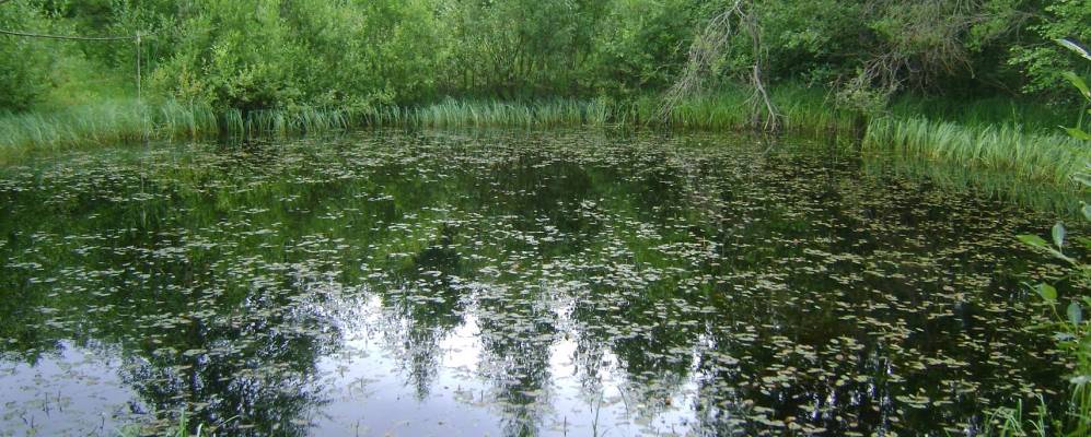 
            Фотография Гришкино