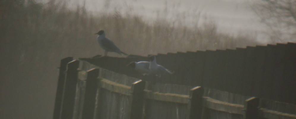 
            Фотография Лангтофта