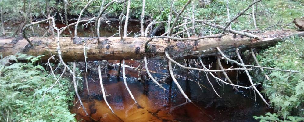 Фотография Bodarne