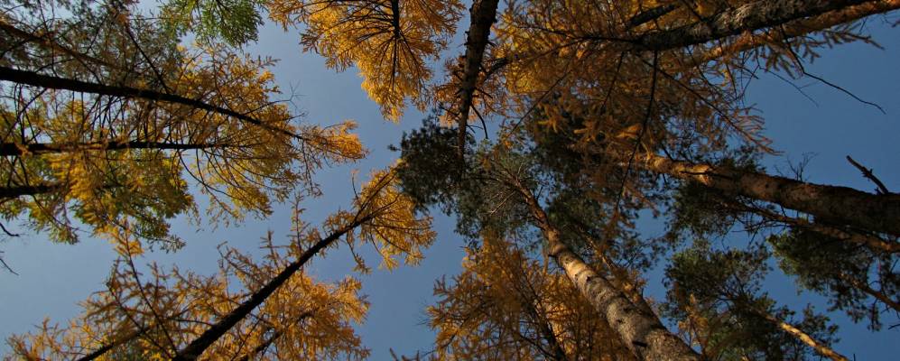 
            Фотография Клетней