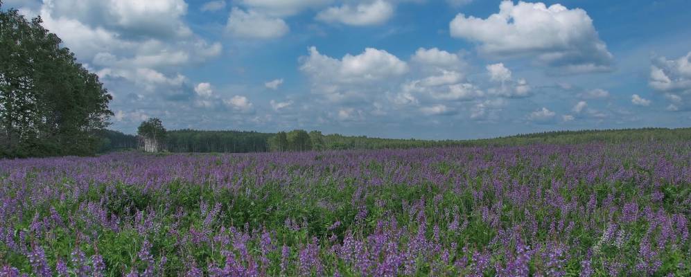 Фотография деревни Борзынь