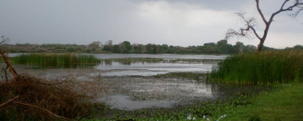 
            Фотография Гонорувы