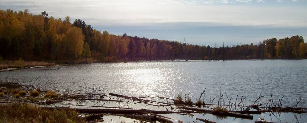 
            Фотография Ветвистого