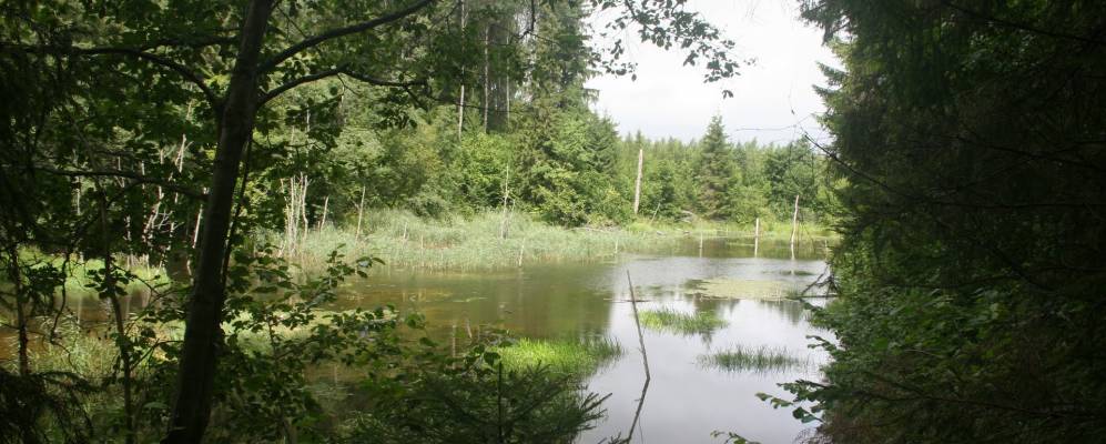 
            Фотография Сизенево