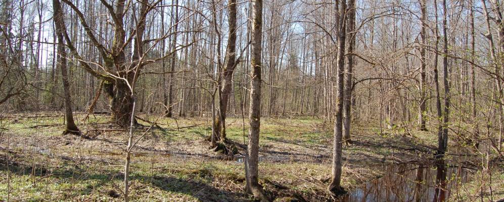 
            Фотография Малого Замошья