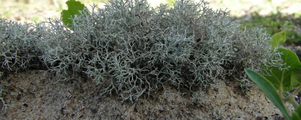 
            Фотография Sambaqui