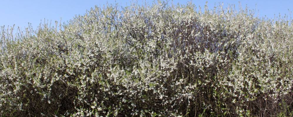 
            Фотография Вербового