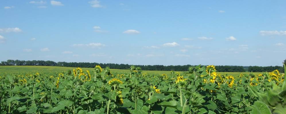 
            Фотография Зайцы